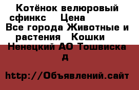 Котёнок велюровый сфинкс. › Цена ­ 15 000 - Все города Животные и растения » Кошки   . Ненецкий АО,Тошвиска д.